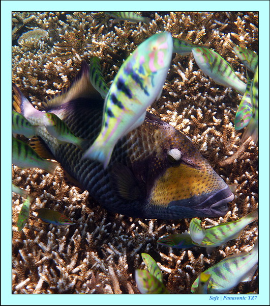 2012 - 07 - Dauin Sanctuary 58